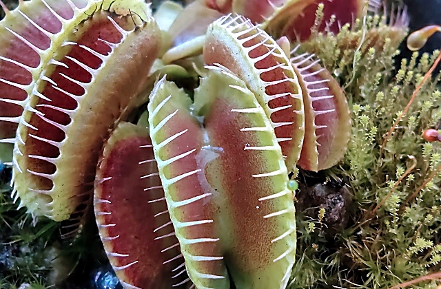 Carnivorous Plants