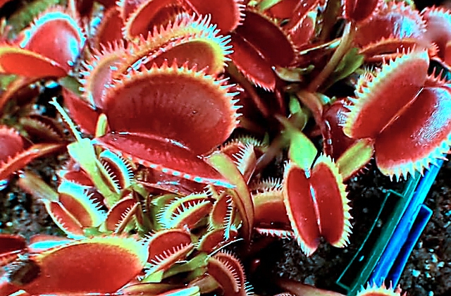Carnivorous Plants