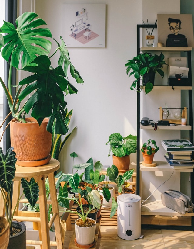 Apartment Gardening