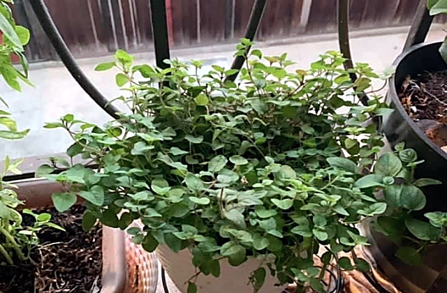 Apartment Gardening
